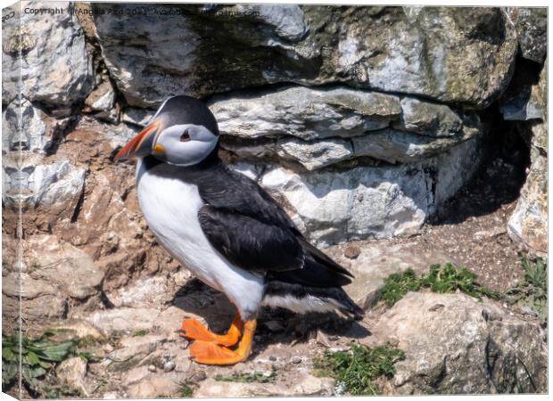  Puffin. Canvas Print by Angela Aird