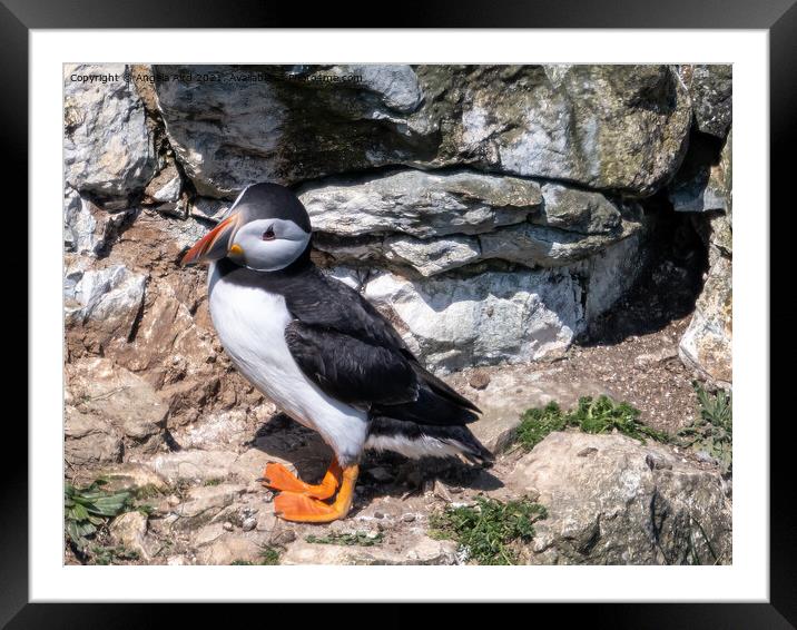  Puffin. Framed Mounted Print by Angela Aird