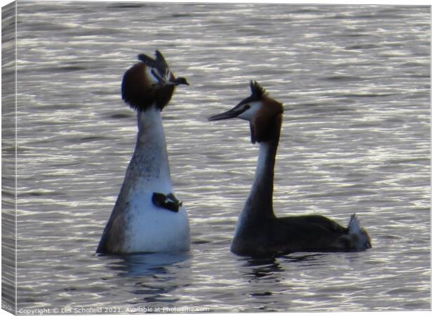 Serenading Grebes with Courtship Gifts Canvas Print by Les Schofield