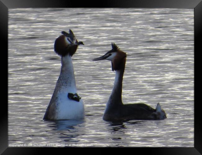 Serenading Grebes with Courtship Gifts Framed Print by Les Schofield