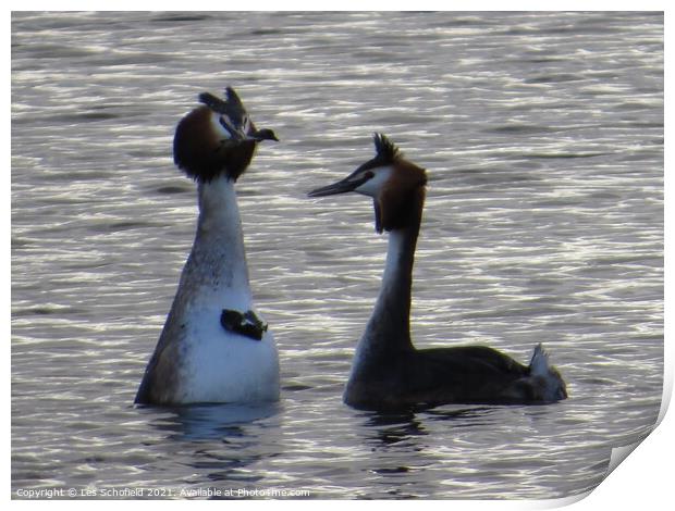 Serenading Grebes with Courtship Gifts Print by Les Schofield