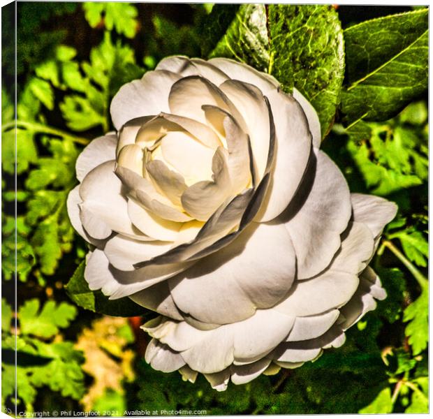 White Rose  Canvas Print by Phil Longfoot