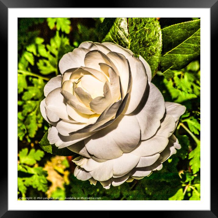 White Rose  Framed Mounted Print by Phil Longfoot