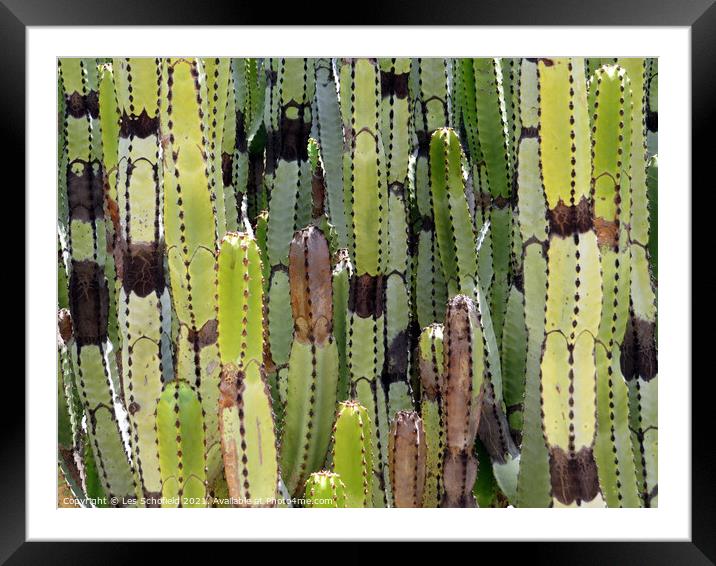 Striking Cactus Silhouette Framed Mounted Print by Les Schofield