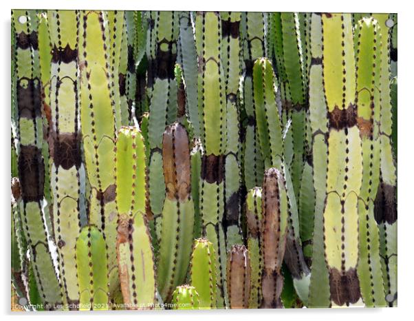 Striking Cactus Silhouette Acrylic by Les Schofield