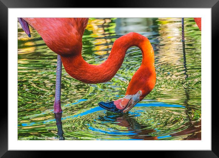 Colorful Orange Pink American Flamingo Reflection Florida Framed Mounted Print by William Perry