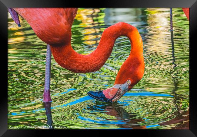 Colorful Orange Pink American Flamingo Reflection Florida Framed Print by William Perry