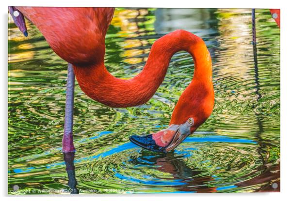 Colorful Orange Pink American Flamingo Reflection Florida Acrylic by William Perry