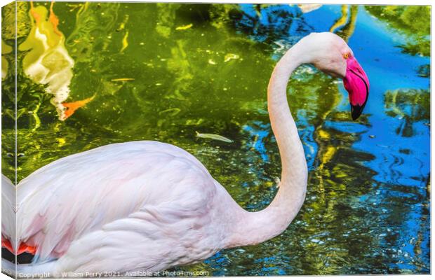 Colorful White Greater Flamingo Reflections Florida Canvas Print by William Perry
