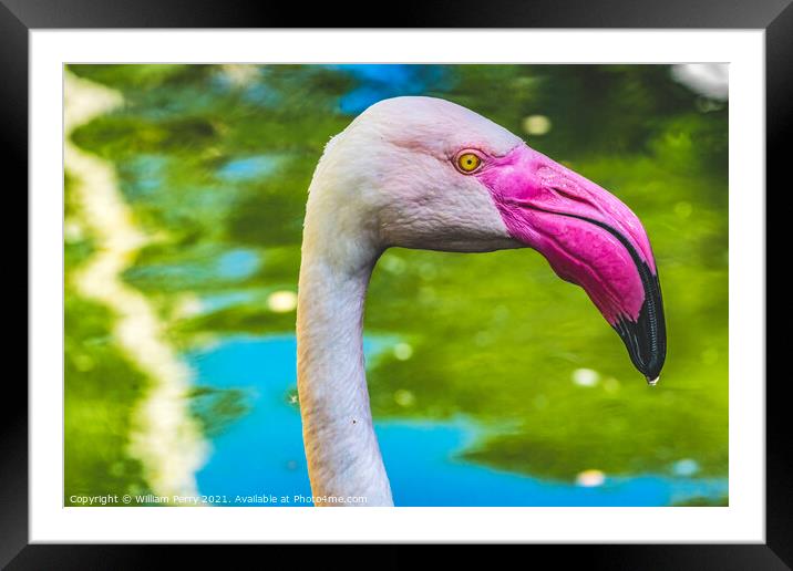 Colorful White Greater Flamingo Reflections Florida Framed Mounted Print by William Perry