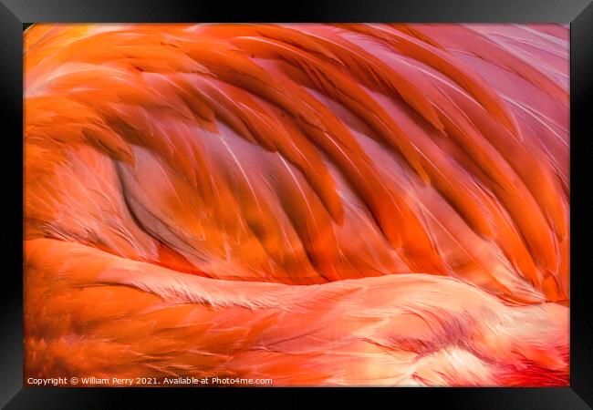 Colorful Orange Pink Feather American Flamingo Florida Framed Print by William Perry