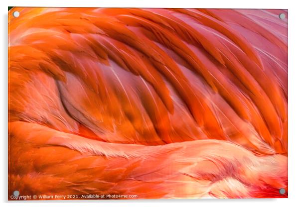Colorful Orange Pink Feather American Flamingo Florida Acrylic by William Perry