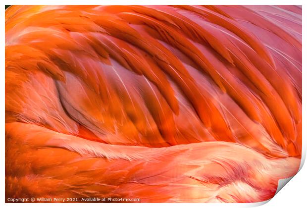Colorful Orange Pink Feather American Flamingo Florida Print by William Perry