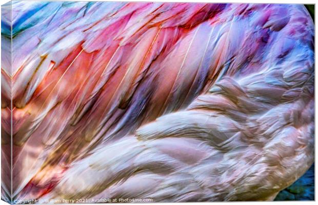 Colorful White Pink Feathers Greater Flamingo Florida Canvas Print by William Perry