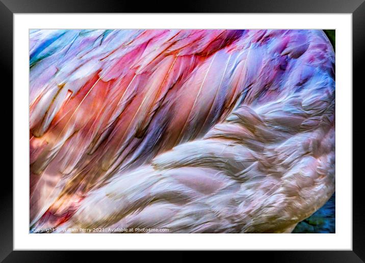 Colorful White Pink Feathers Greater Flamingo Florida Framed Mounted Print by William Perry