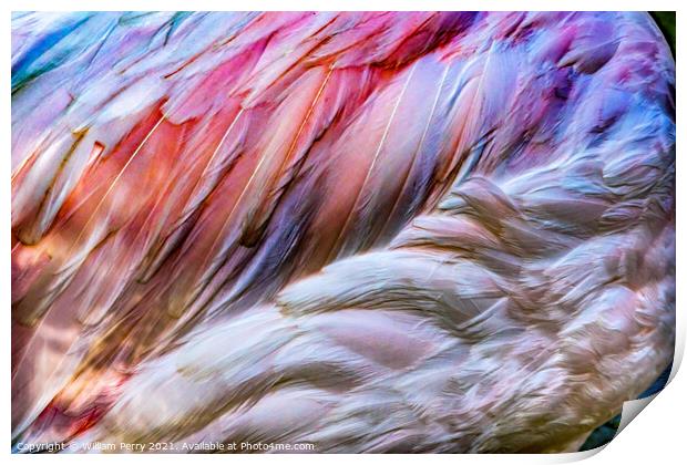 Colorful White Pink Feathers Greater Flamingo Florida Print by William Perry