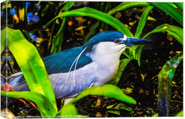Black Crowned Night Heron Looking For Fish Florida Canvas Print by William Perry
