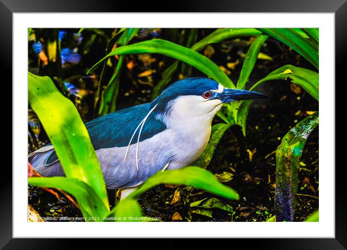 Black Crowned Night Heron Looking For Fish Florida Framed Mounted Print by William Perry