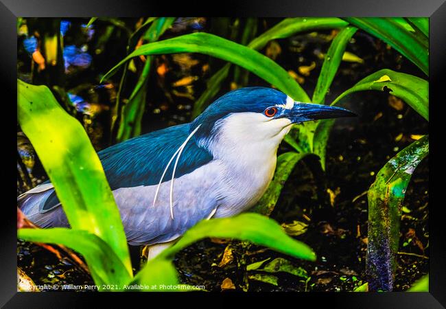Black Crowned Night Heron Looking For Fish Florida Framed Print by William Perry