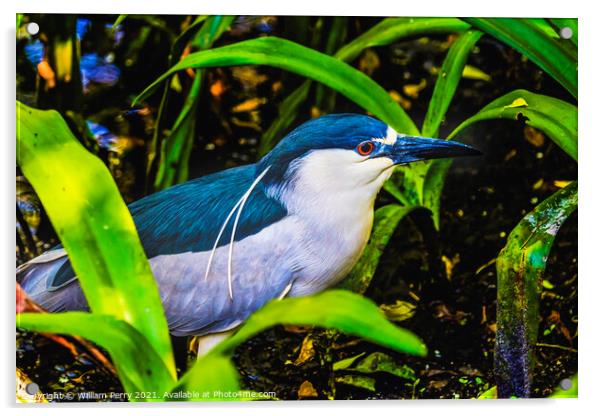 Black Crowned Night Heron Looking For Fish Florida Acrylic by William Perry