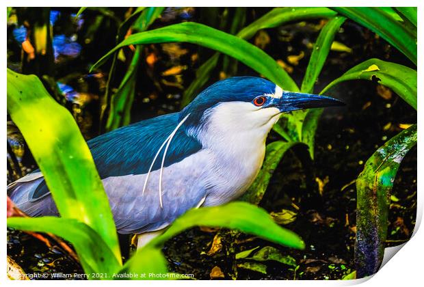 Black Crowned Night Heron Looking For Fish Florida Print by William Perry