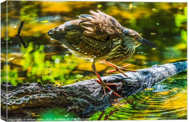Immature Green Heron Looking For Fish Florida Canvas Print by William Perry