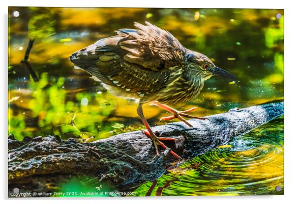 Immature Green Heron Looking For Fish Florida Acrylic by William Perry
