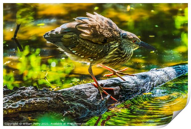 Immature Green Heron Looking For Fish Florida Print by William Perry