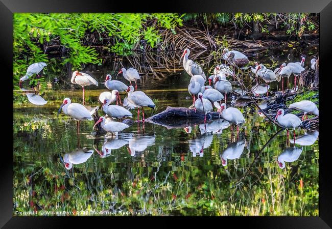 American White Ibis Looking For Fish Florida Framed Print by William Perry