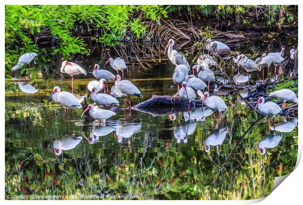 American White Ibis Looking For Fish Florida Print by William Perry