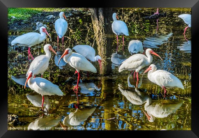 American White Ibis Looking For Fish Florida Framed Print by William Perry