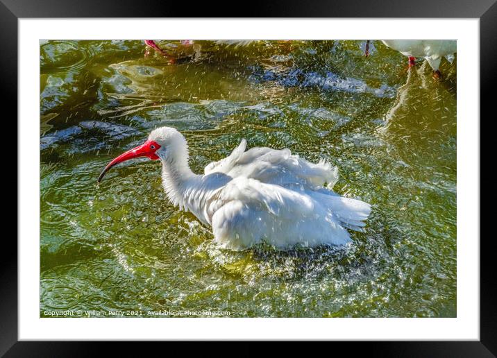 American White Ibis Splashing Florida Framed Mounted Print by William Perry