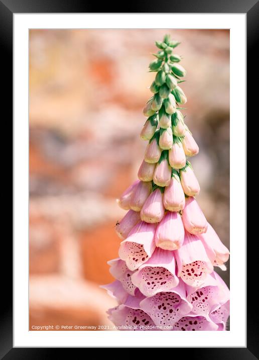 Foxgloves ( Digitalis ) In The Walled Flower Garden At Rousham H Framed Mounted Print by Peter Greenway