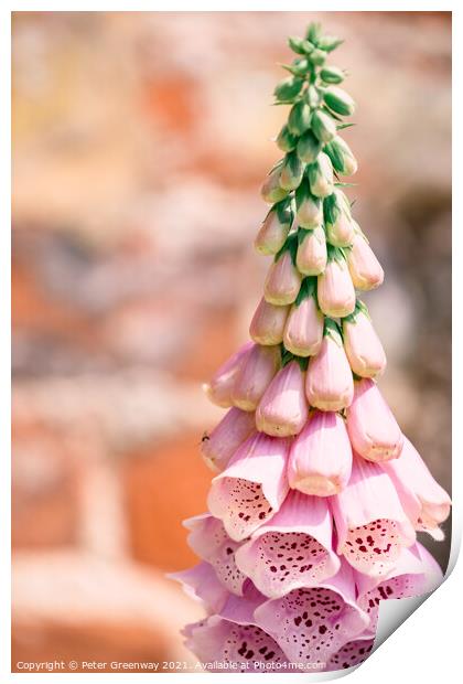 Foxgloves ( Digitalis ) In The Walled Flower Garden At Rousham H Print by Peter Greenway