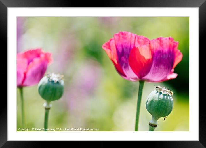 Poppies In The Borders At Rousham Gardens Framed Mounted Print by Peter Greenway
