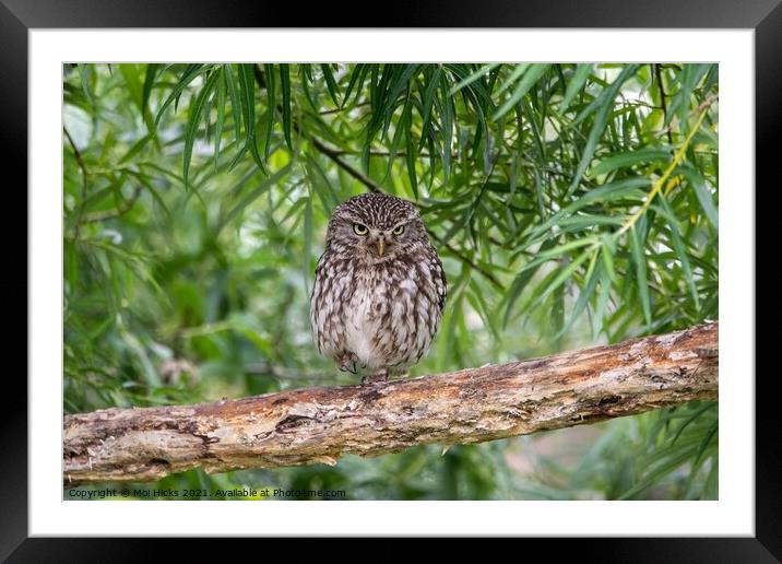 Wild Little Owl Framed Mounted Print by Moi Hicks