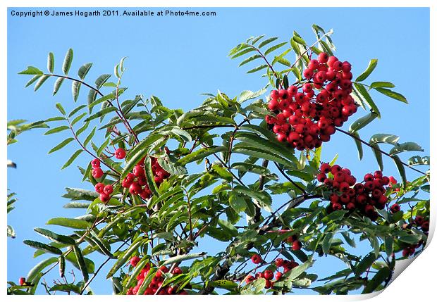 Rowan Berries Print by James Hogarth