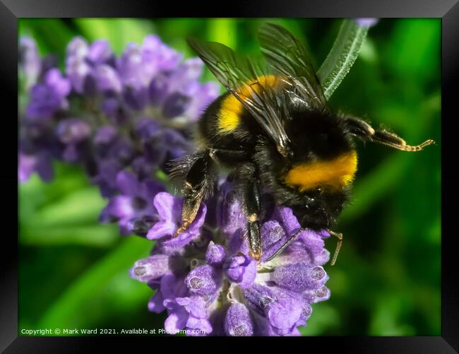 Lavender Lover. Framed Print by Mark Ward