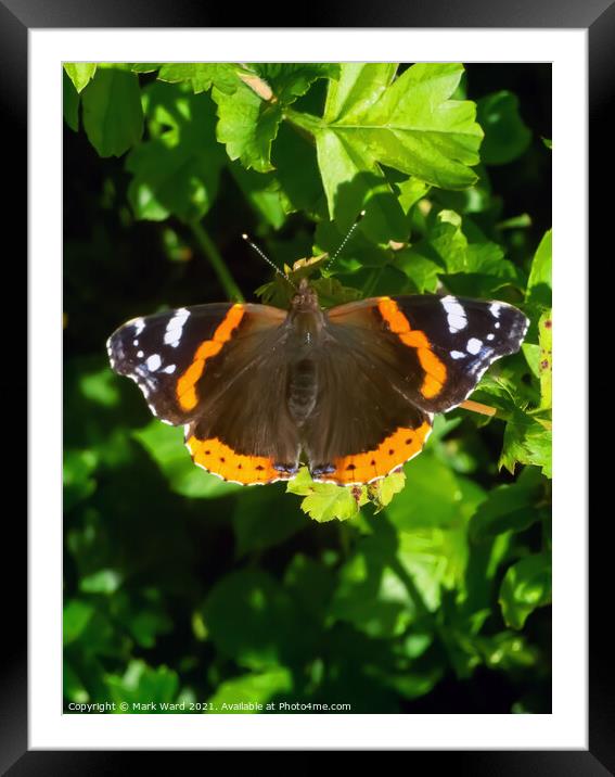 Red Admiral Butterfly Framed Mounted Print by Mark Ward