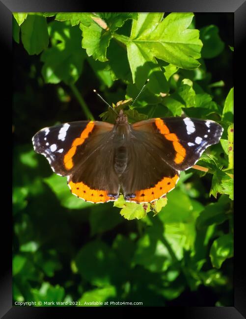 Red Admiral Butterfly Framed Print by Mark Ward