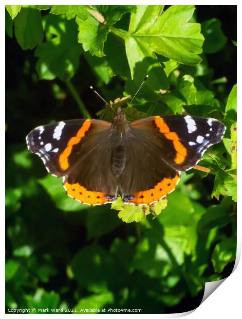 Red Admiral Butterfly Print by Mark Ward