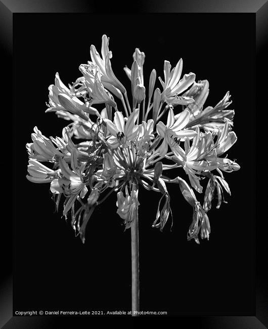 Black and White Lilies Botany Motif Print Framed Print by Daniel Ferreira-Leite