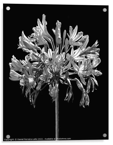 Black and White Lilies Botany Motif Print Acrylic by Daniel Ferreira-Leite