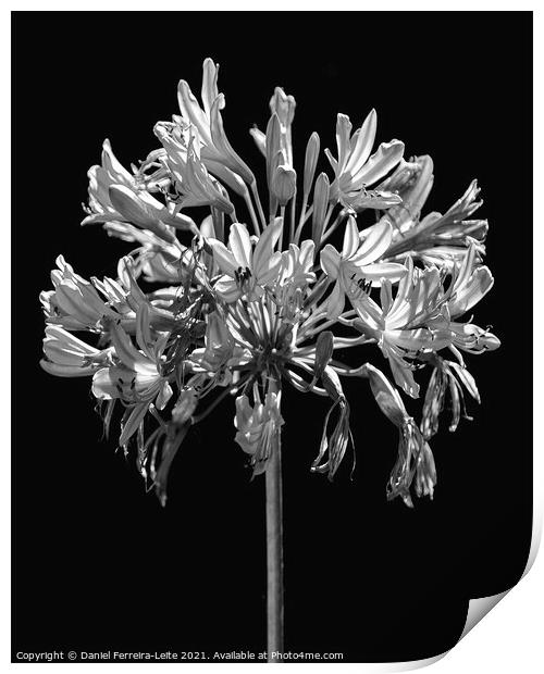 Black and White Lilies Botany Motif Print Print by Daniel Ferreira-Leite