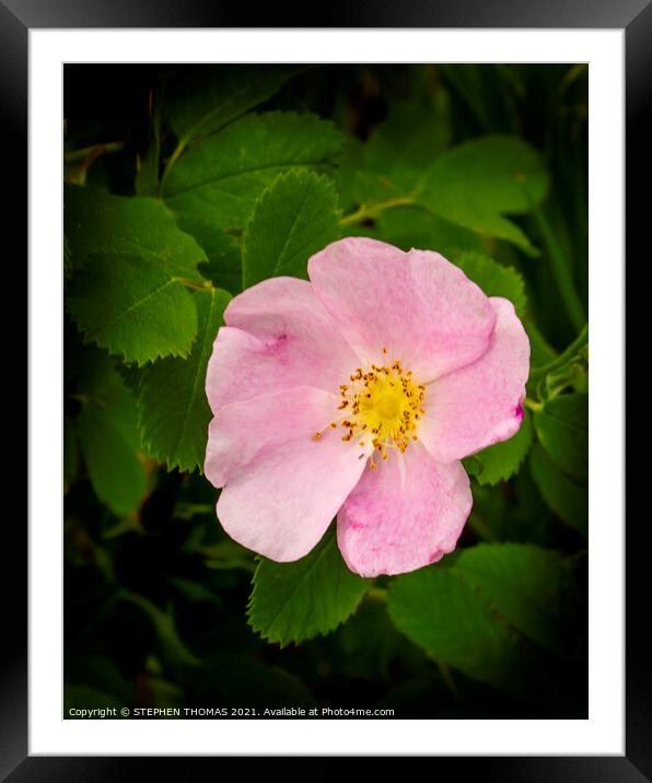Wild Rose Framed Mounted Print by STEPHEN THOMAS