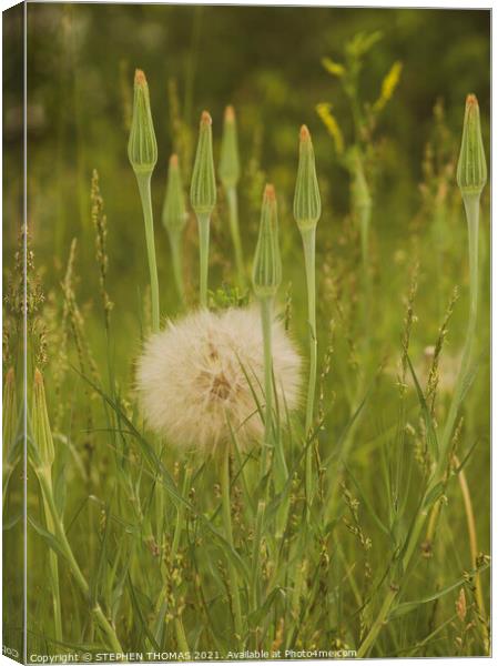 Goatsbeard Canvas Print by STEPHEN THOMAS