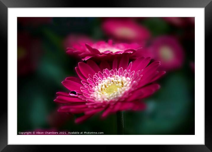 Gerbera Flowers Framed Mounted Print by Alison Chambers