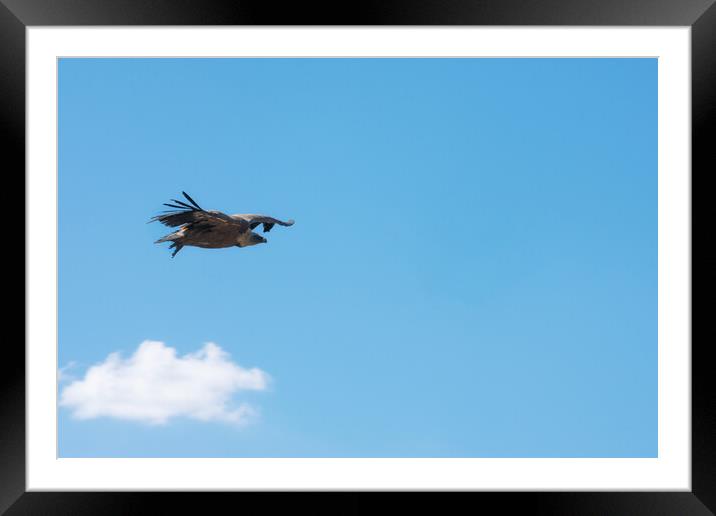 griffon vulture flying over the blue sky Framed Mounted Print by David Galindo
