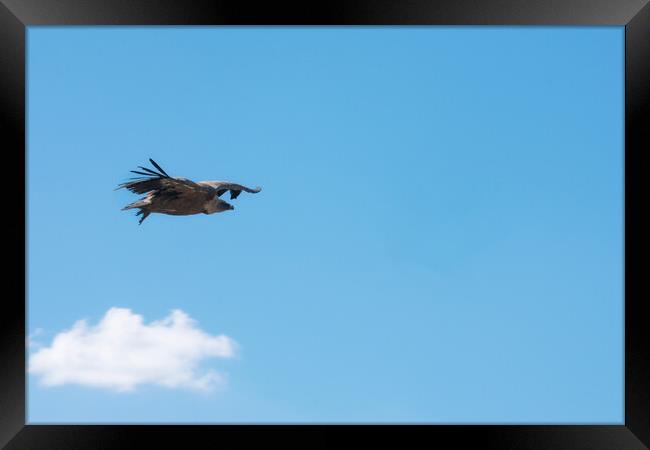 griffon vulture flying over the blue sky Framed Print by David Galindo
