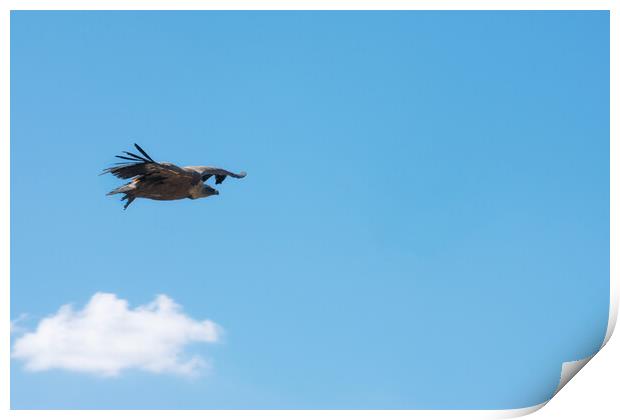 griffon vulture flying over the blue sky Print by David Galindo